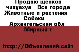 Продаю щенков чихуахуа - Все города Животные и растения » Собаки   . Архангельская обл.,Мирный г.